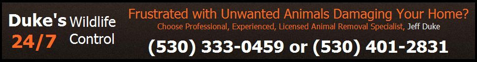 Duke's Wildlife Control
2264 11th Ave
Sacramento, 