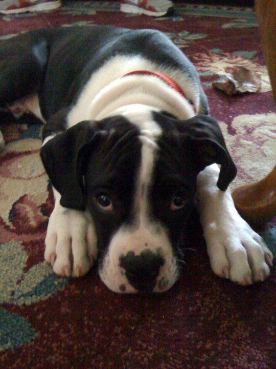 Louie!