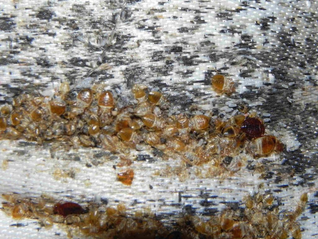 Bed Bugs on Mattress at Mens Shelter in Atlanta Ga