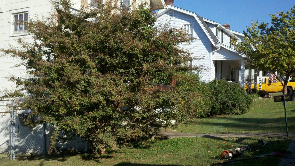 Front of the house? Overgrown Tree