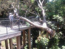 Large broke limb on deck we had to remove after a 