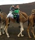 .. a camel ride in the Canary Islands ..