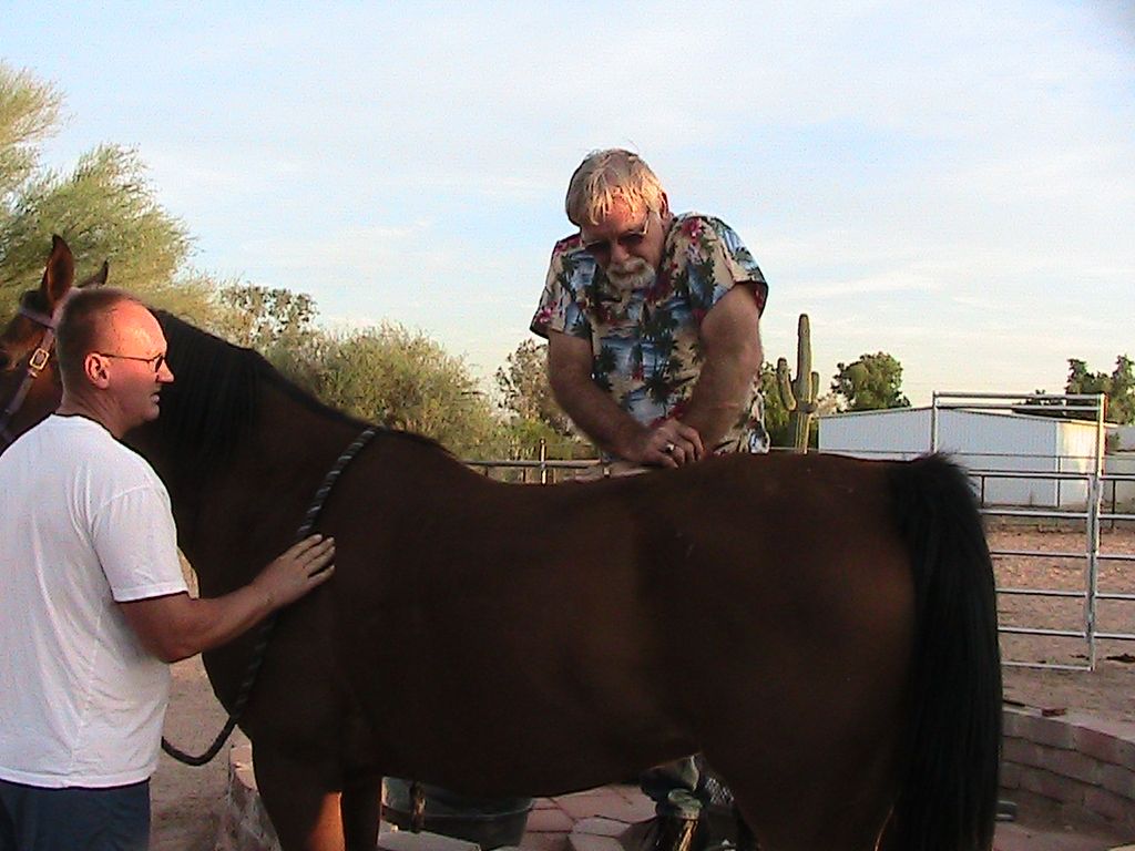 Working on the  bigger one, endurance horse before