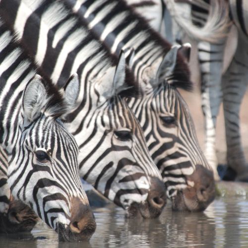 Zebra drinking, Botswana