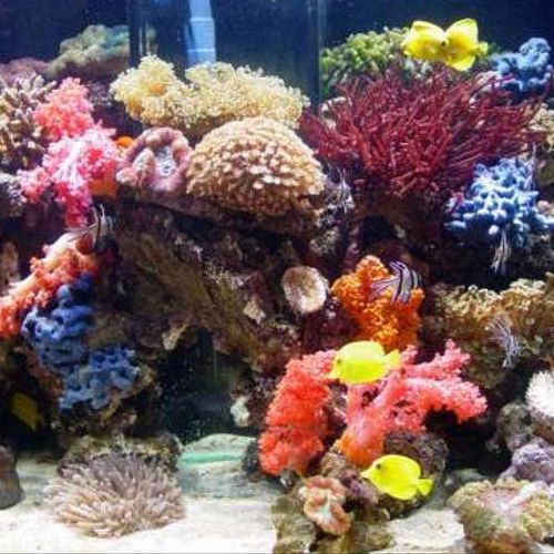Beautiful reef tank