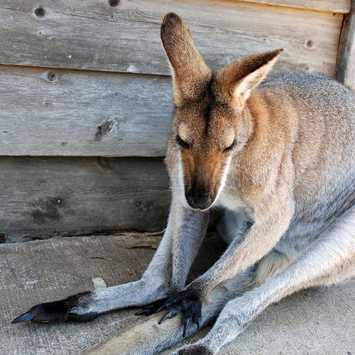 A lazy kangaroo in Australia. Â©2006-2013 Jason Ho