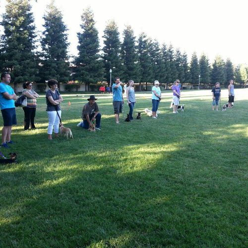 Group dog obedience class