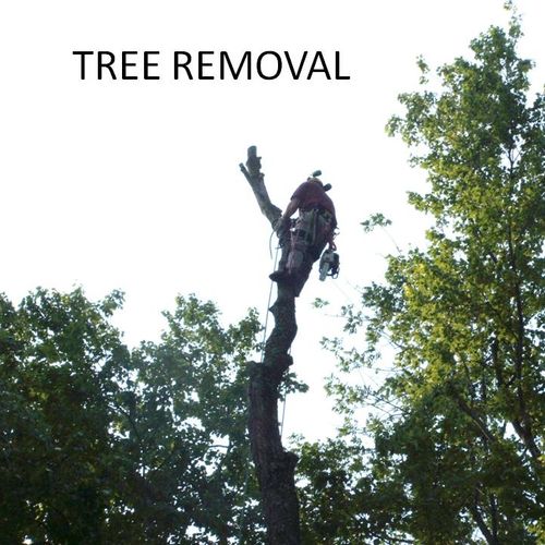 Tree removals are conducted with safety as the top