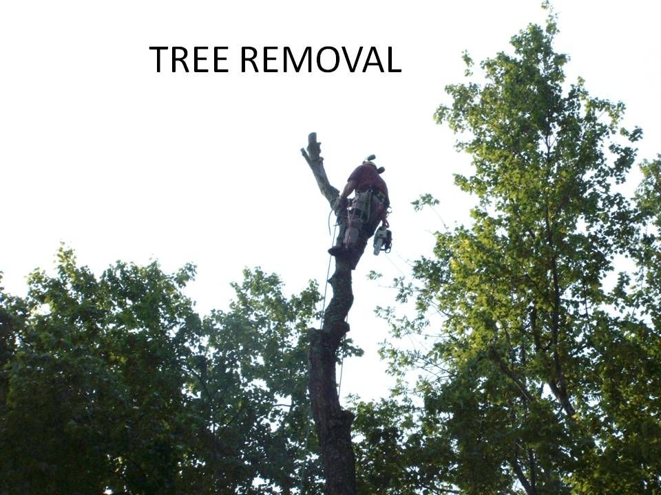 Tree removals are conducted with safety as the top