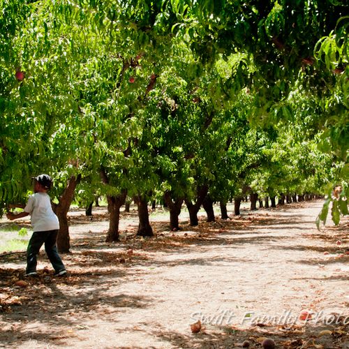 Apple Annie's Orchard - Willcox, AZ