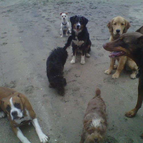 Every dog deserves a beach day!