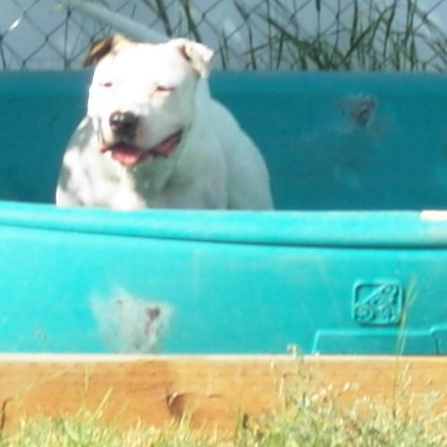"Bullet" Play in the pool at Doggie Doos Daycare T