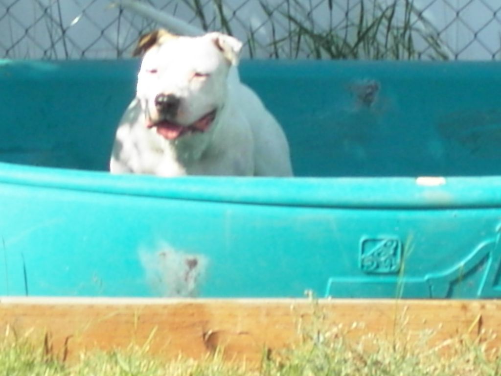 "Bullet" Play in the pool at Doggie Doos Daycare T