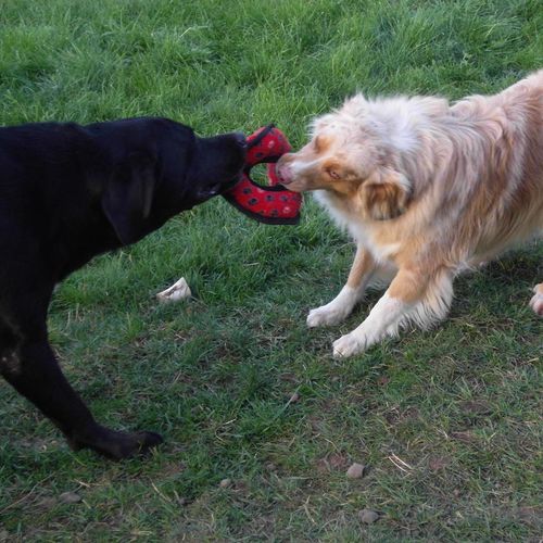 A game of Tug-a-War at Doggie Doos Daycare!