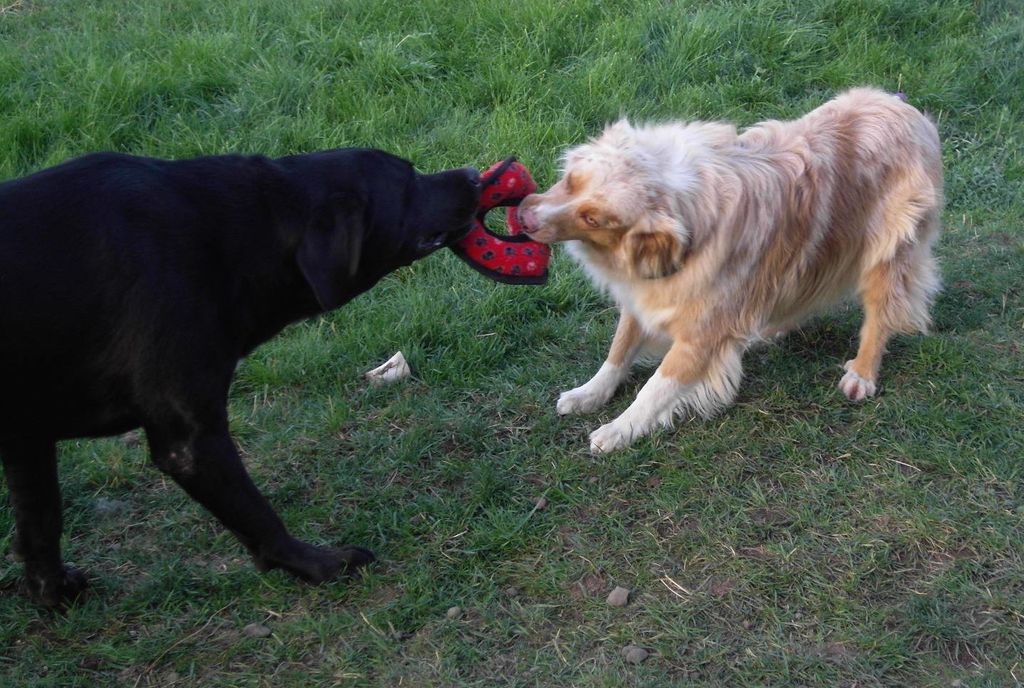 A game of Tug-a-War at Doggie Doos Daycare!
