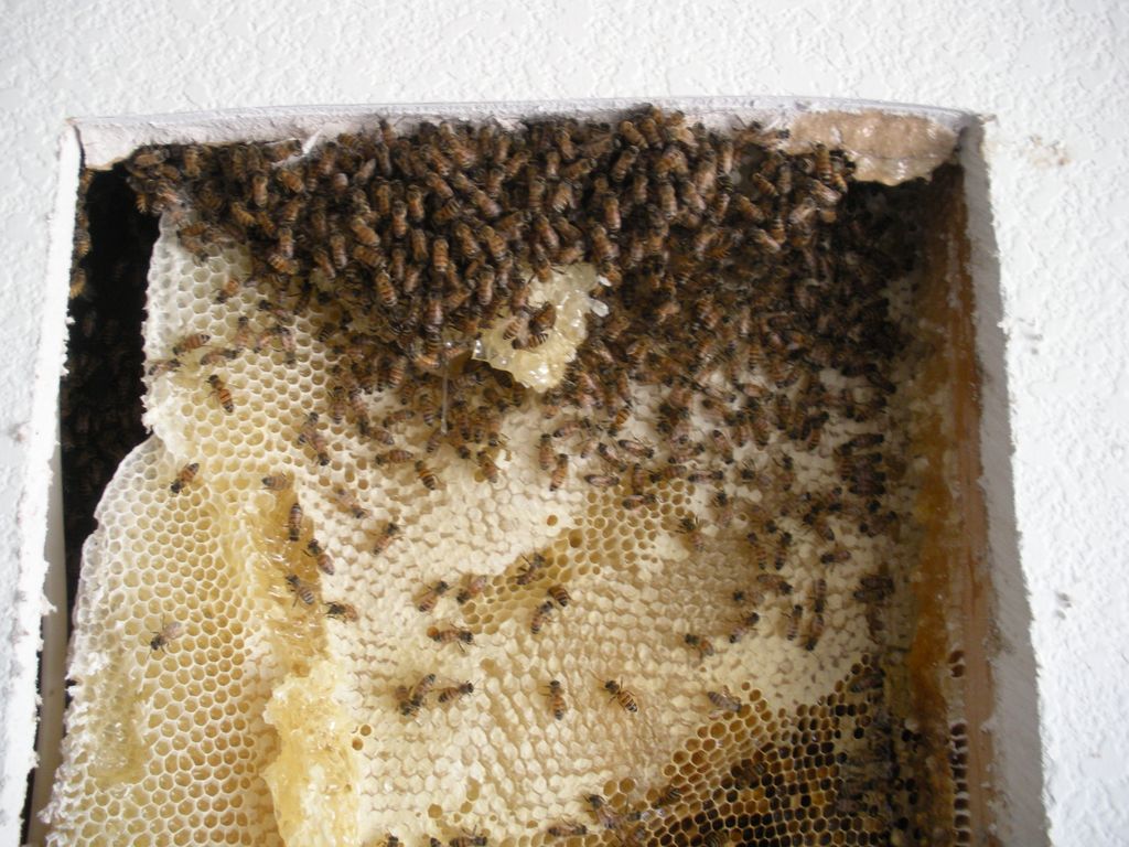 Bees in the wall of a house.