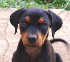 Amber's Doberman, Eris at 4 months, when she was a