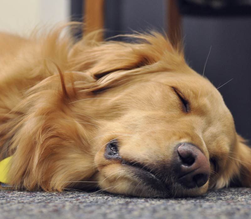Satisfied Customer of The Well Mannered Dog Center