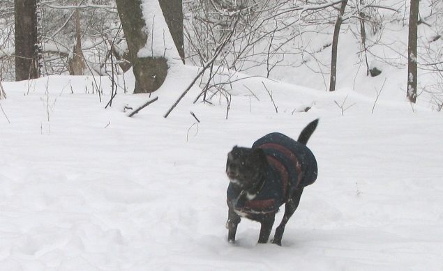 Happy Buddy at play.