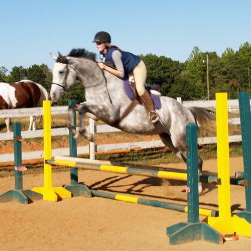 Reschooling and sales of OTTB's