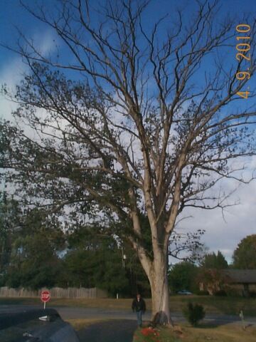 oak tree  4 feet accross  remove