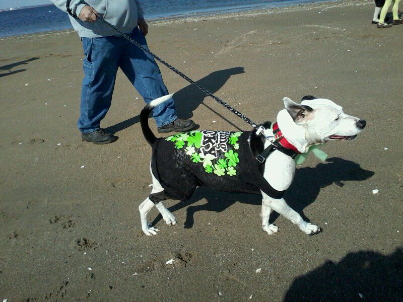 Callie our "Round the country" pet therapy dog!