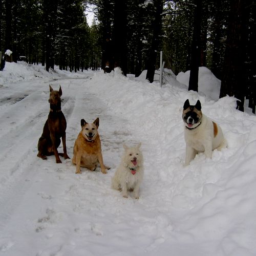 a fun day in the snow with dogs of all shapes and 