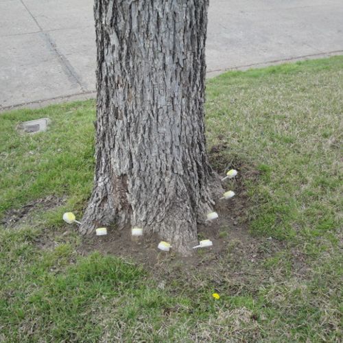 micro-injections applied to pecan tree