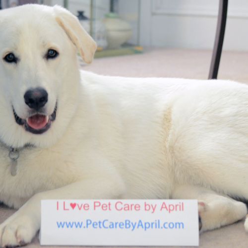 Nanook just loves Pet Care by April!