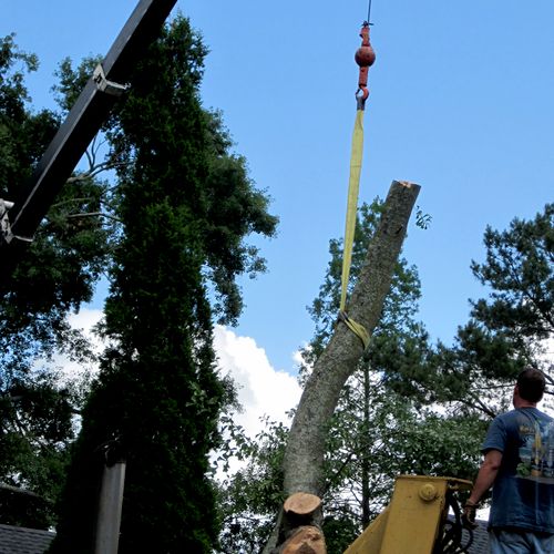 Tree Removal Baton Rouge
