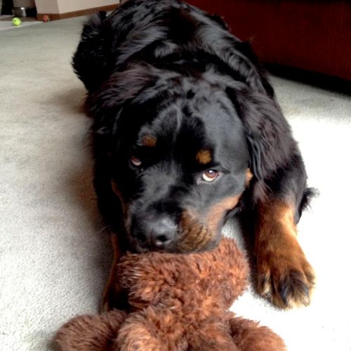Bull and his teddy