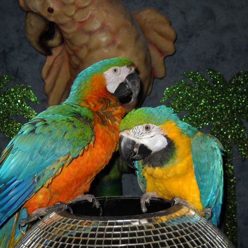 the amazing macaws of Dorian & Janis Blake will su