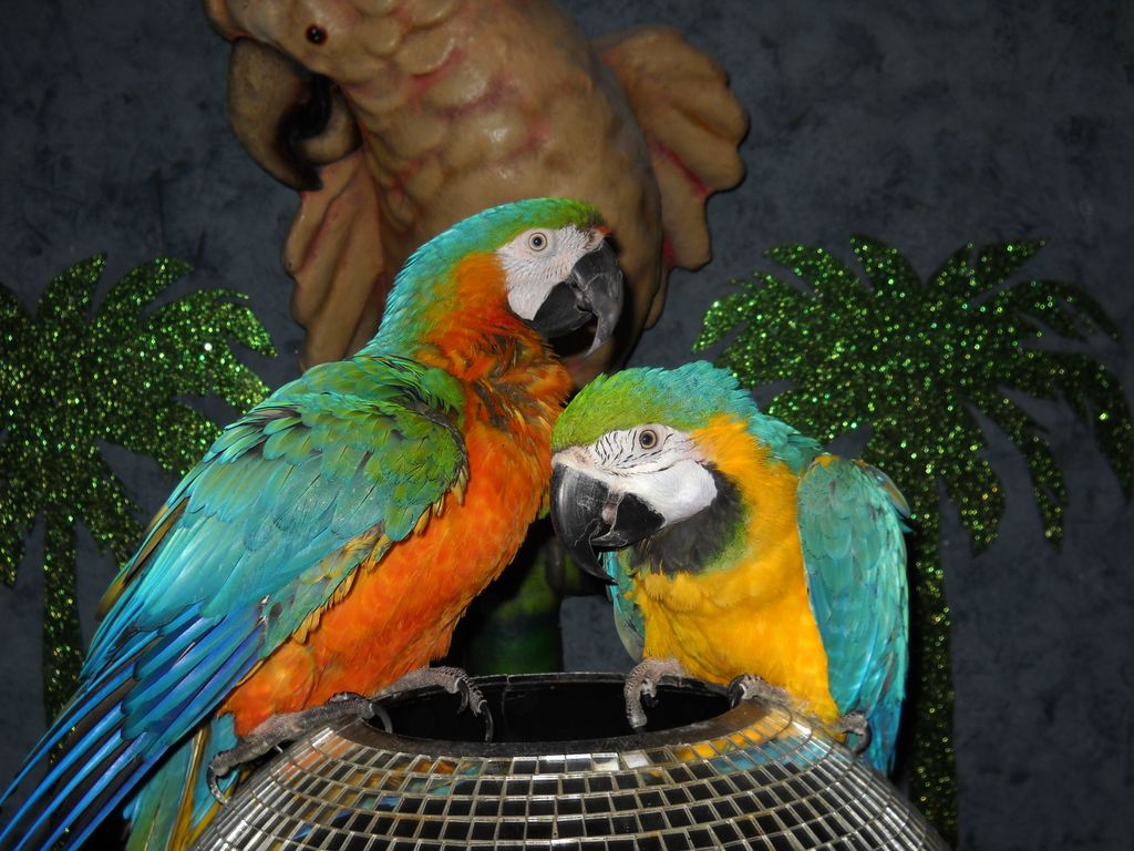 the amazing macaws of Dorian & Janis Blake will su