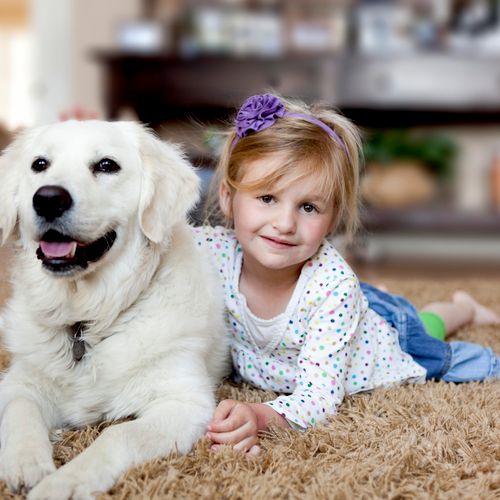 Pet odor issues?  No problem!  We offer an excelle