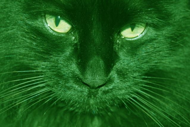 The Green Cat Pet Sitting