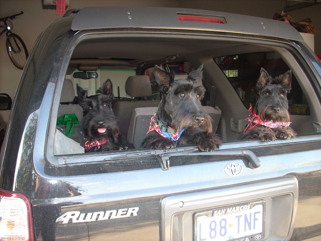 three little moppets after being groomed..