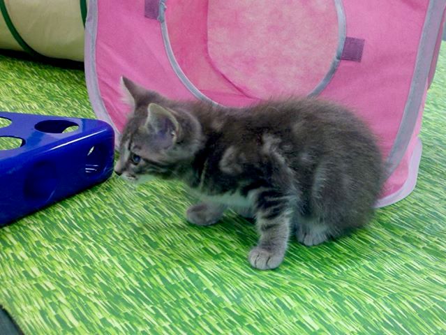 Kitten Basics Class as featured in the Akron Beaco
