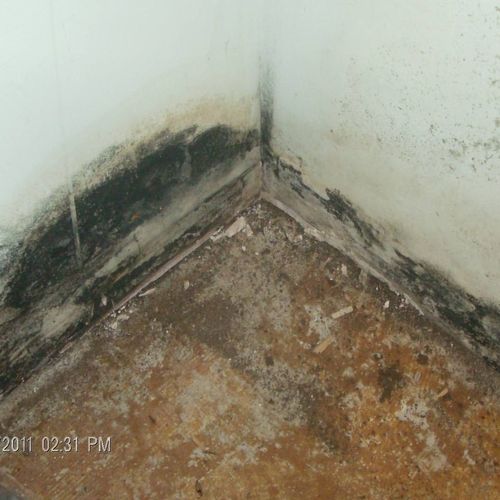 Mold remediation and removal
