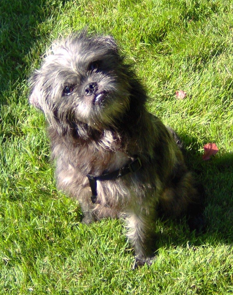 Monkee is wondering what is next on our playful ad
