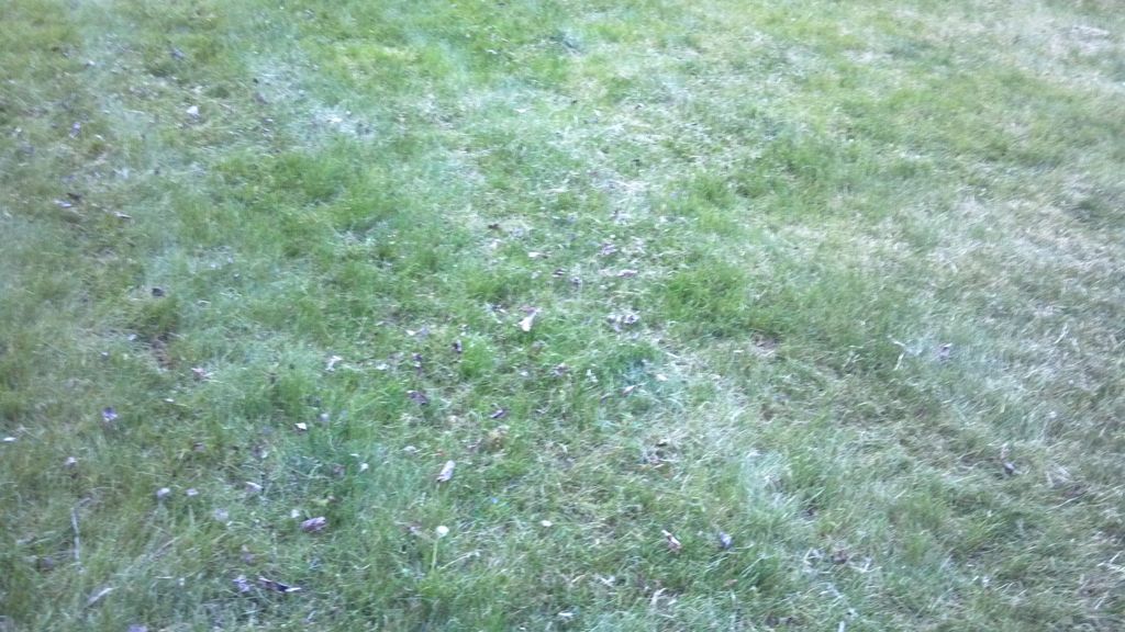 Lawn ater just one week after dtheatching, not how