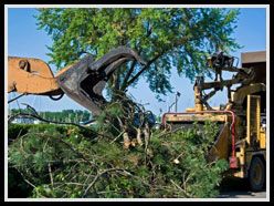 Tree Removal in Denver Services can handle any job