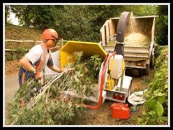 We offer a wide variety of services including tree