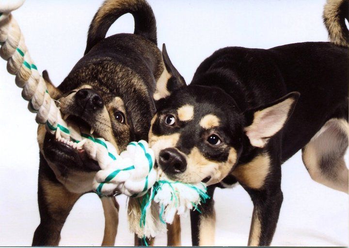 Who doesn't love a good game of tug!