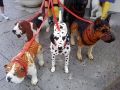 Off for a walk!