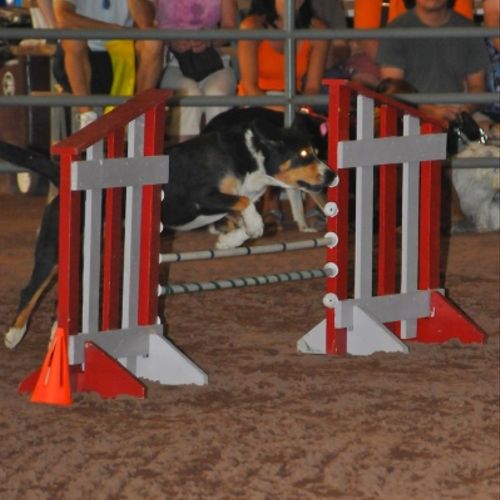 Agility is a fun activity for both dog and owner.