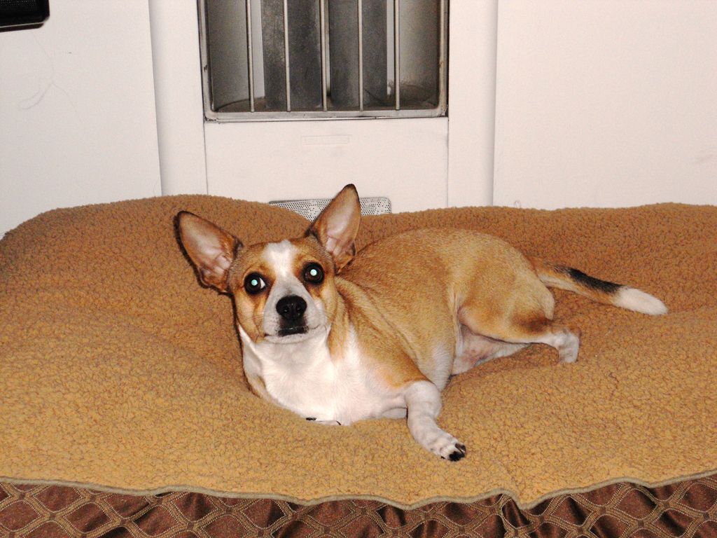 Peanut finished Behavioral and Basic Training