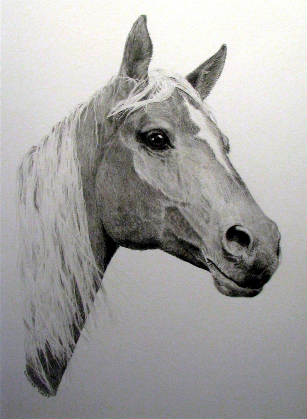 "The Morab" - graphite head study