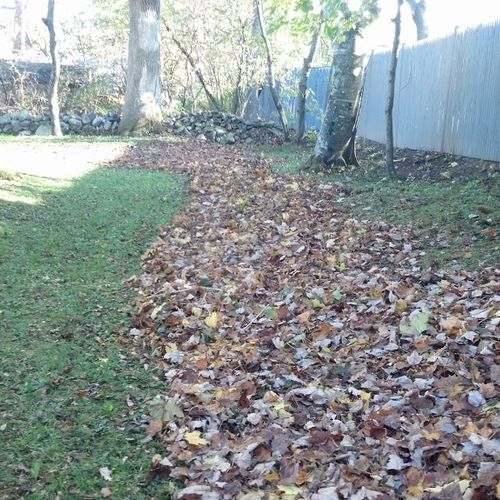 Row of leaves ready to be moved.