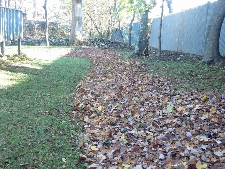 Row of leaves ready to be moved.