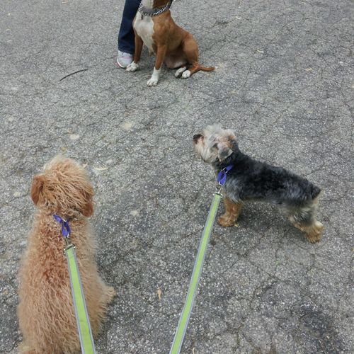 Izzy, Maxx, and rescue foster dog Aubry